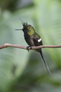 Wire-wire-crested thorntail
