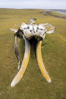 Whale skeleton on a bare island in the Falkland Islands
