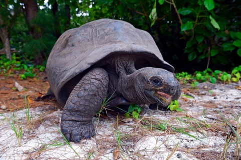 Aldabra giant tortoises