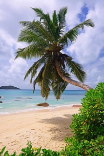 Beach and palm trees at Anse Boudin