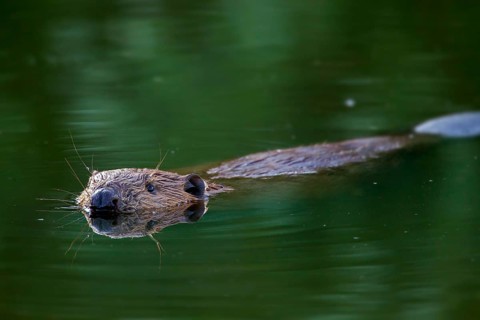 Eurasian beaver