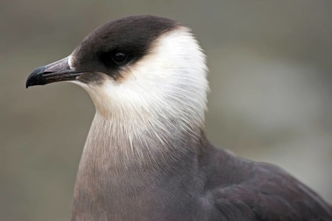 Close up portrait of parasitic jaeger