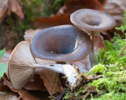 (Pseudoclitocybe cyathiformis)