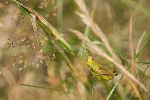 Grasshopper