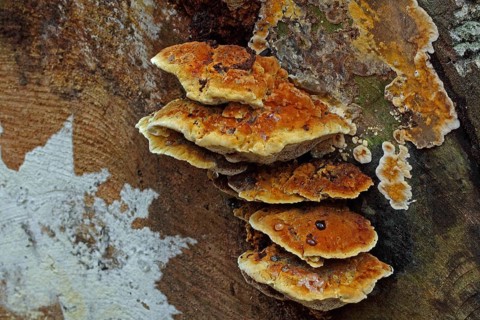 Oak schillerporling