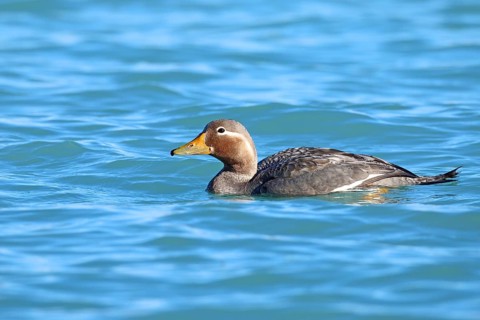 Long-winged steamer duck