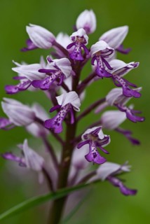 Helmeted Orchid
