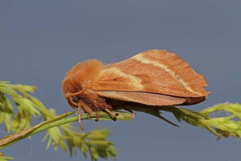 Spurge Moth