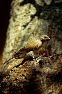 Lesser honeyguide