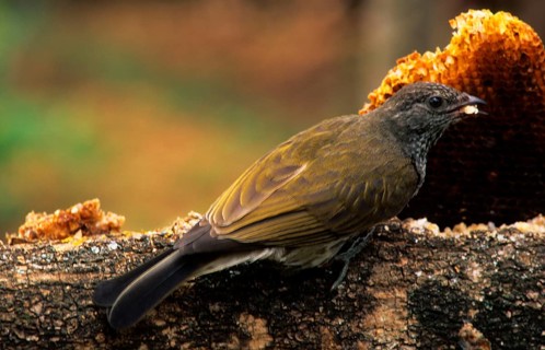 Barred Honeyguide