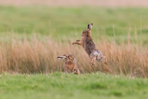 European Hare