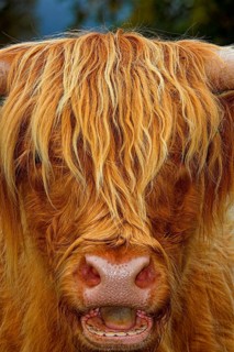 Highland Cattle