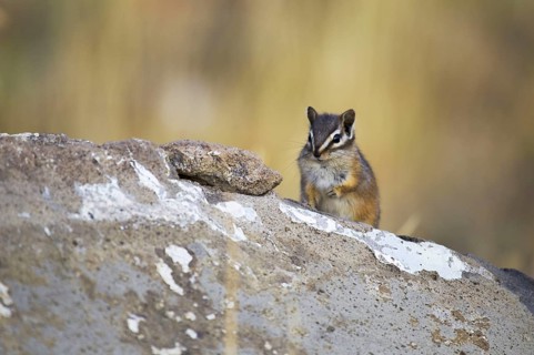 Least Chipmunk