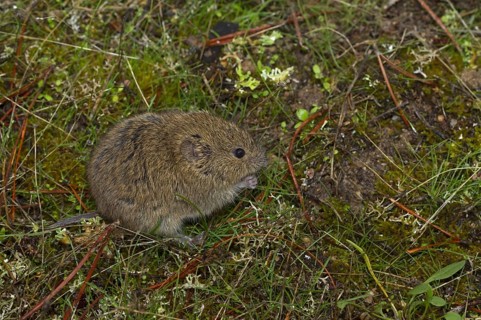 Field Mouse