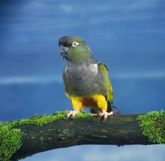 Rock Parakeet