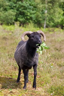 Domestic Sheep
