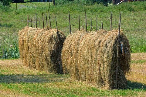 Haymaking