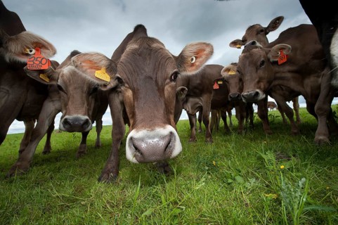 Domestic cattle