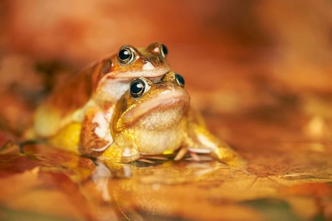 Common Frog