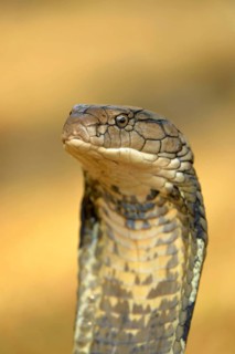King Cobra