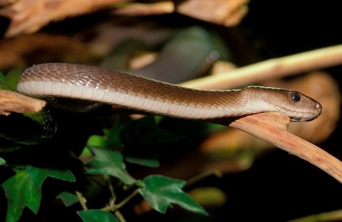 Black Mamba