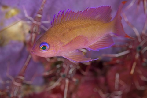 Flagfish