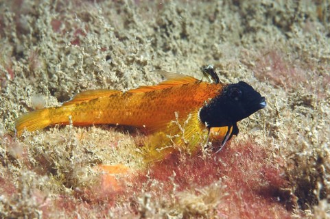 Black-faced blennies