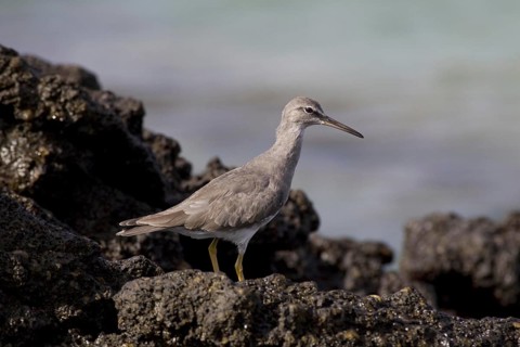 Heteroscelus incanus