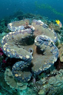 Fluted fluted giant clams