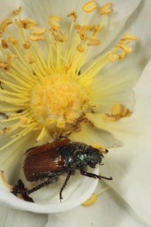 Adult bracken chafer