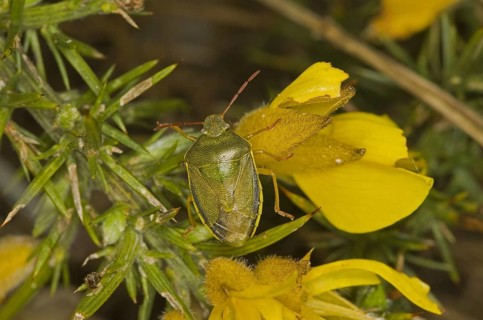 Gorse shield bug