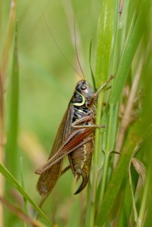 Roesel's Bush-cricket