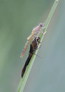 Red-eyed damselfly