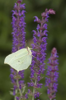 Brimstone