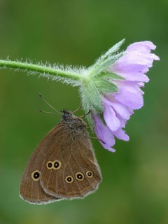 Ringlet