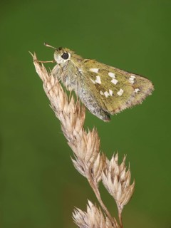 Silver-spotted skipper
