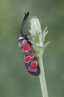 Sainfoin Widder