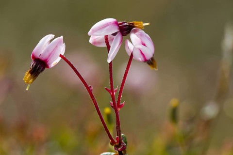 Small cranberry