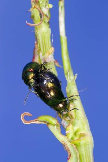 Green green dock beetle
