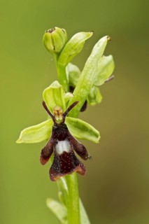 Fly orchid