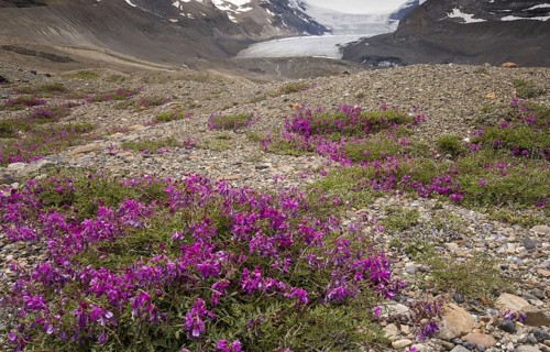 Northern Sweet Vetch