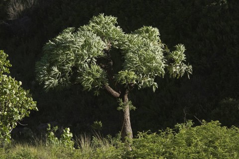 Habitus of the mountain cabbage tree