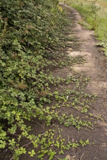 Blackberry runners grow over the footpath