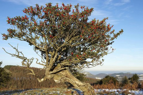 Holly
