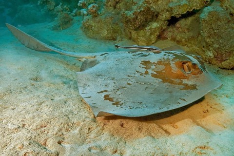 Cowtail stingray
