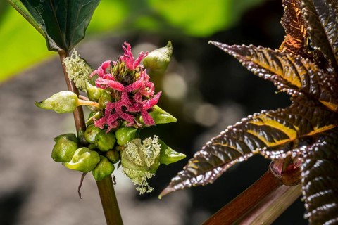 Female flowers of castorbean