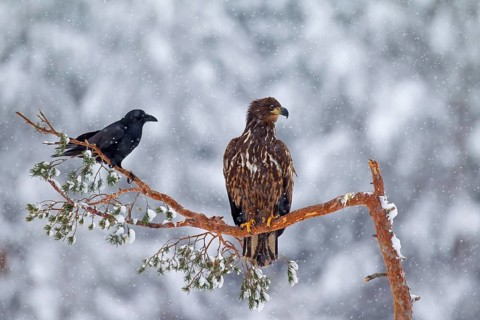 White-tailed eagle