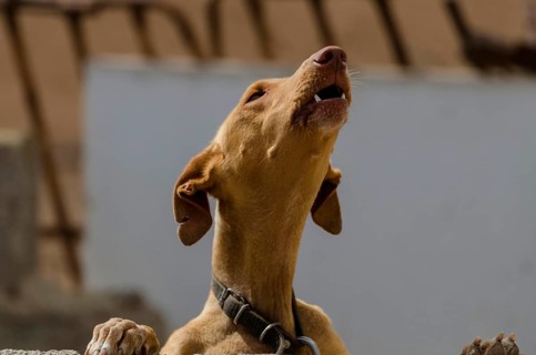 Podenco Canario