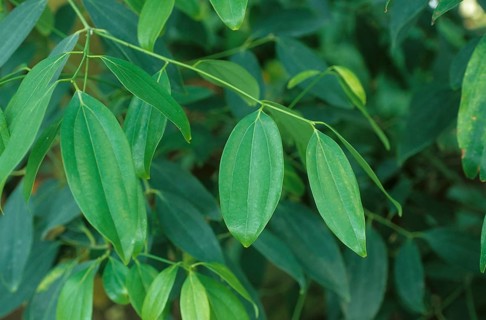 Ceylon Cinnamon Tree