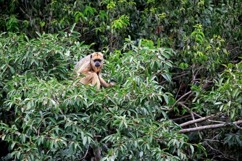 Black Howler